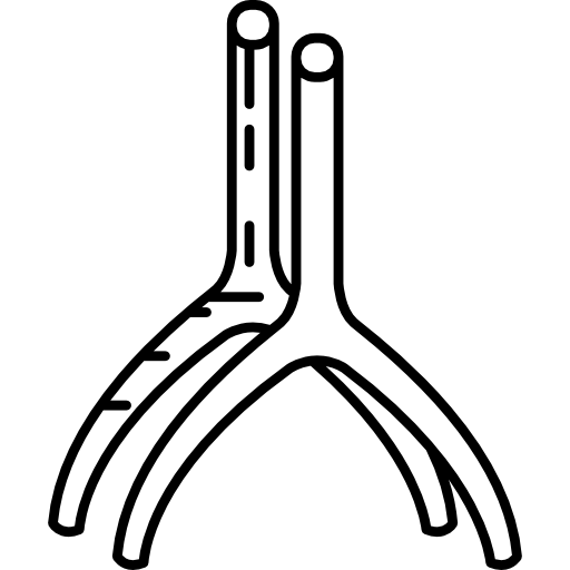 cardiovascular